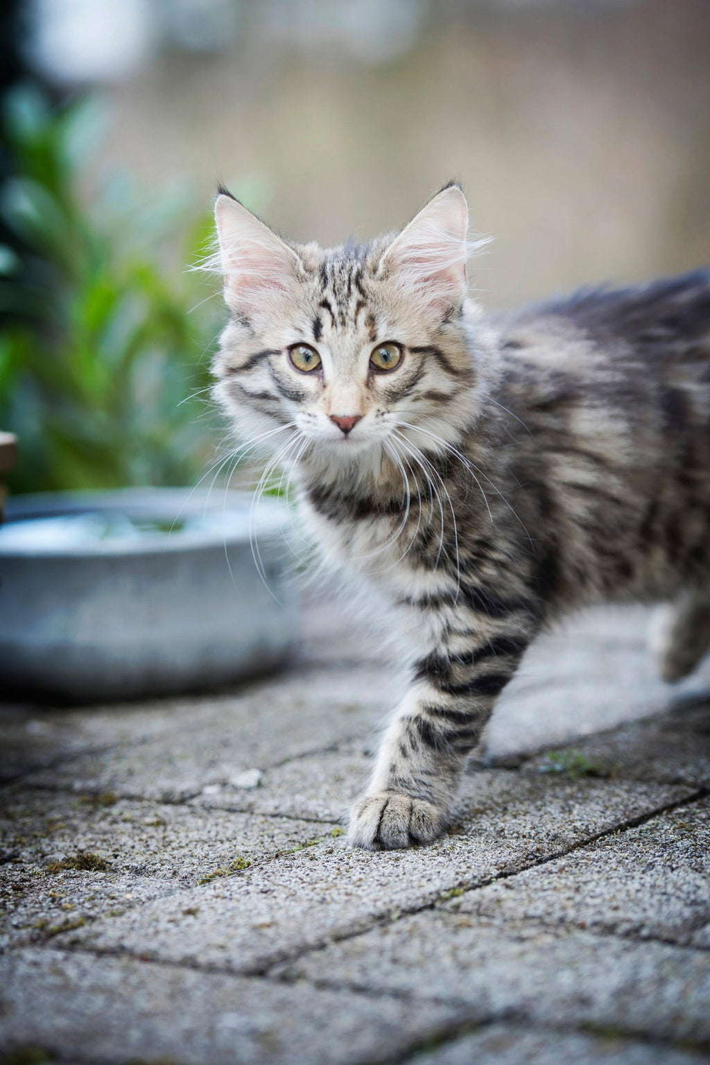 Rocky - elegante voerbak voor honden en katten