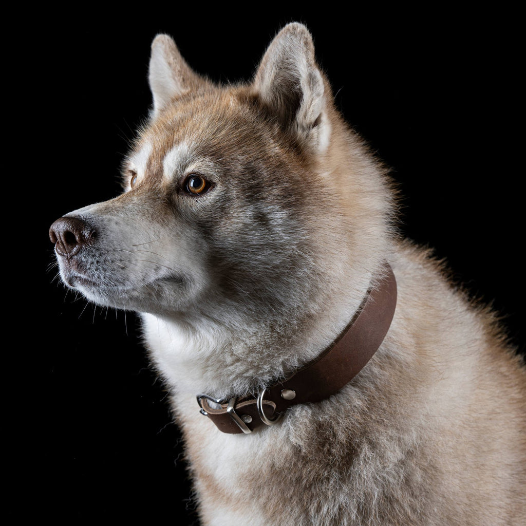 Giro leren halsband voor honden