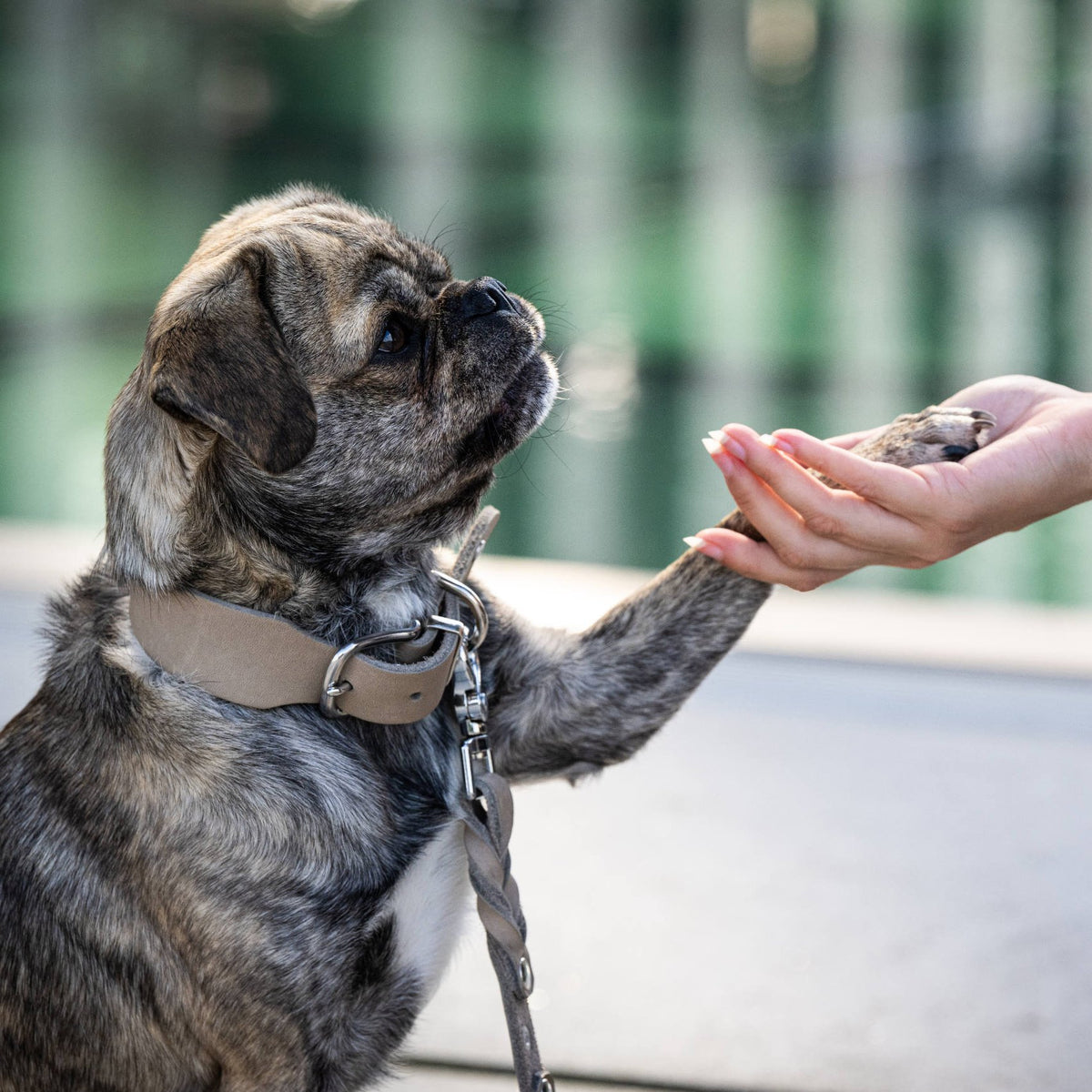 Giro leren halsband voor honden