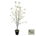 Prunus Malaga boom crème 165cm