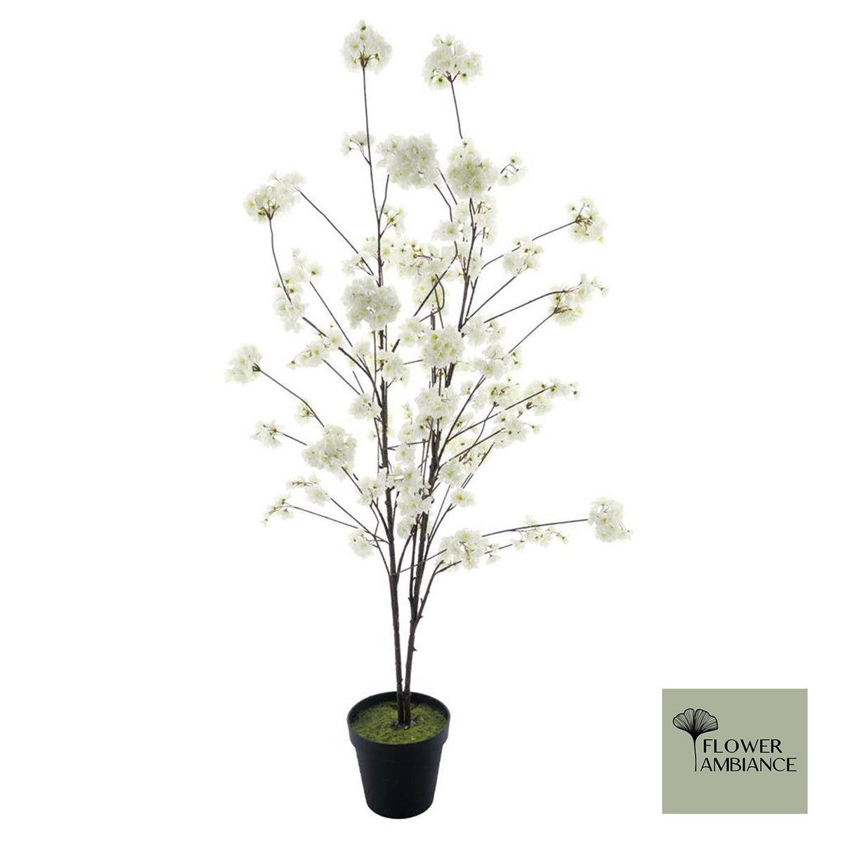 Prunus Malaga boom crème 165cm