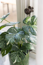 J-Line Monstera in pot - kunststof - groen