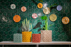 Moontrane mandenset3 groen