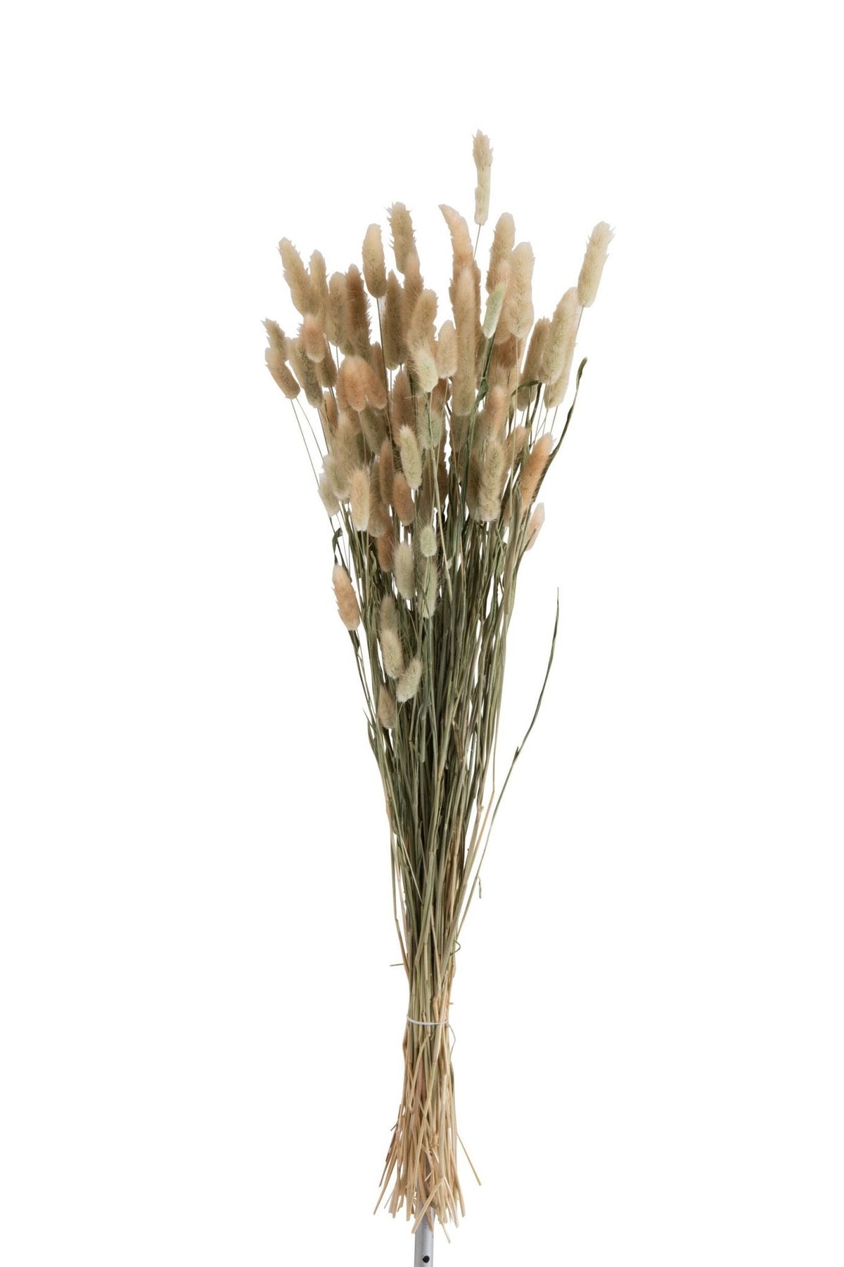 J-Line Droogbloemen - bundel pluim - gedroogd gras - naturel