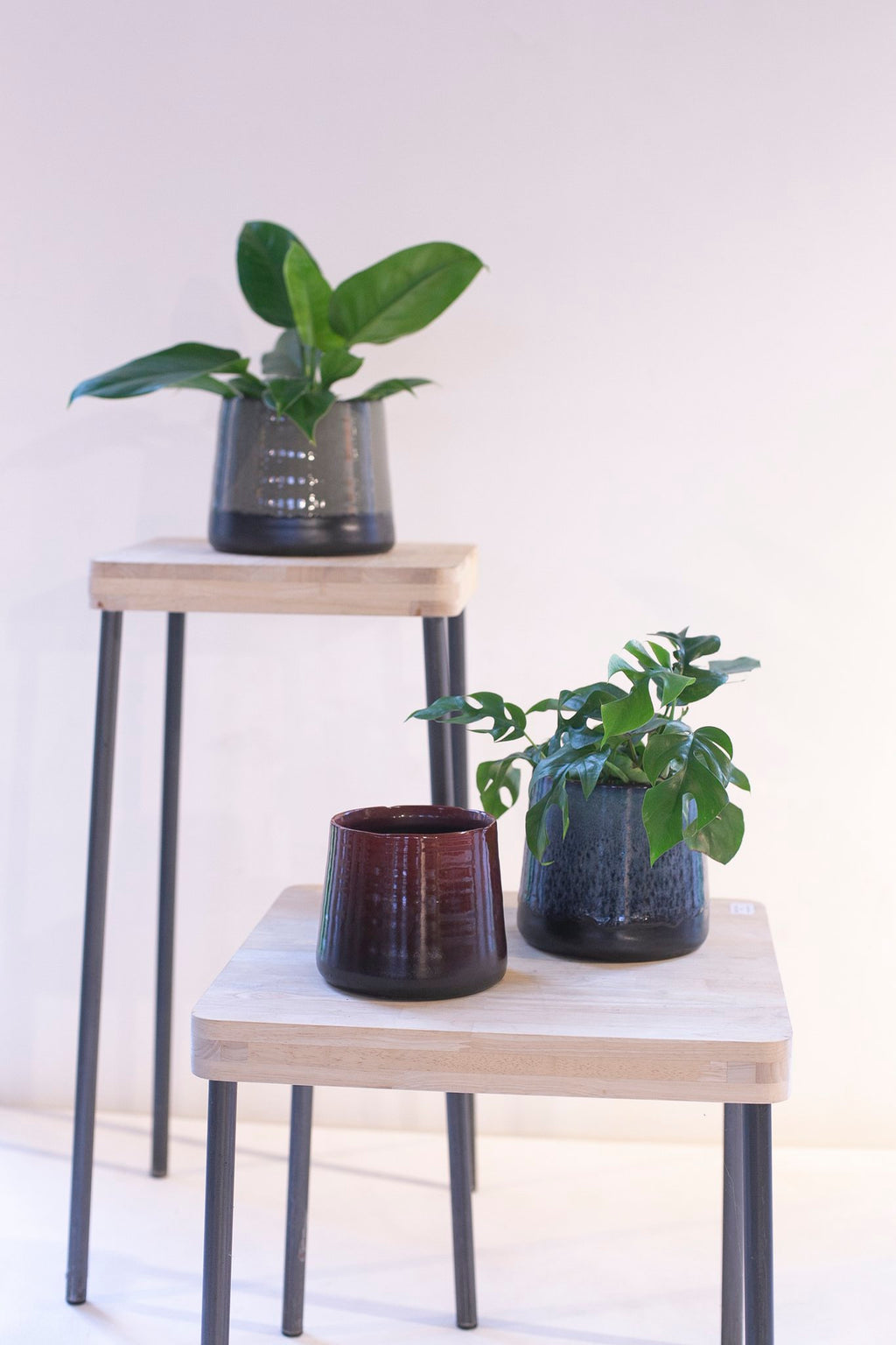 Caisa plantentafel