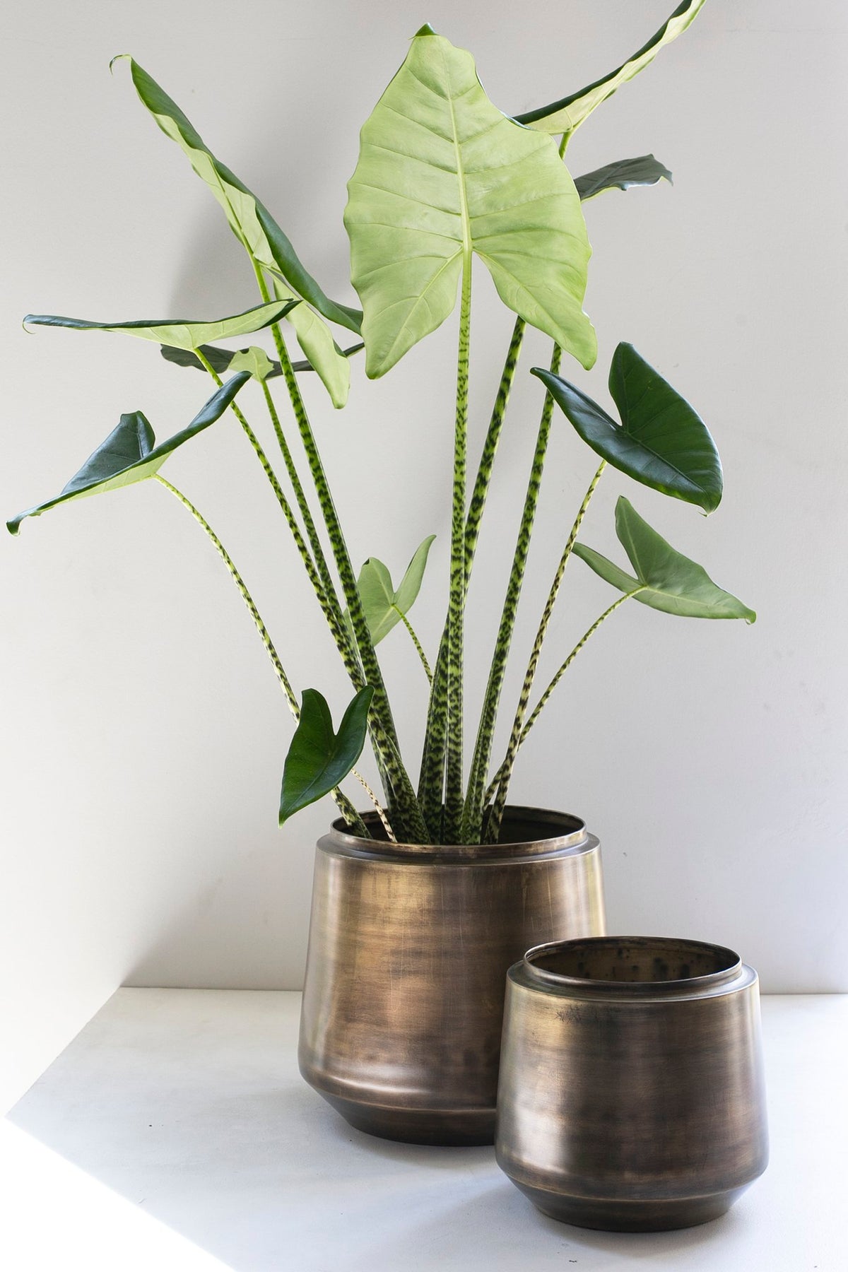 Indigo pottenset 4 vintage goud