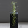 Succulentenhanger 144 cm