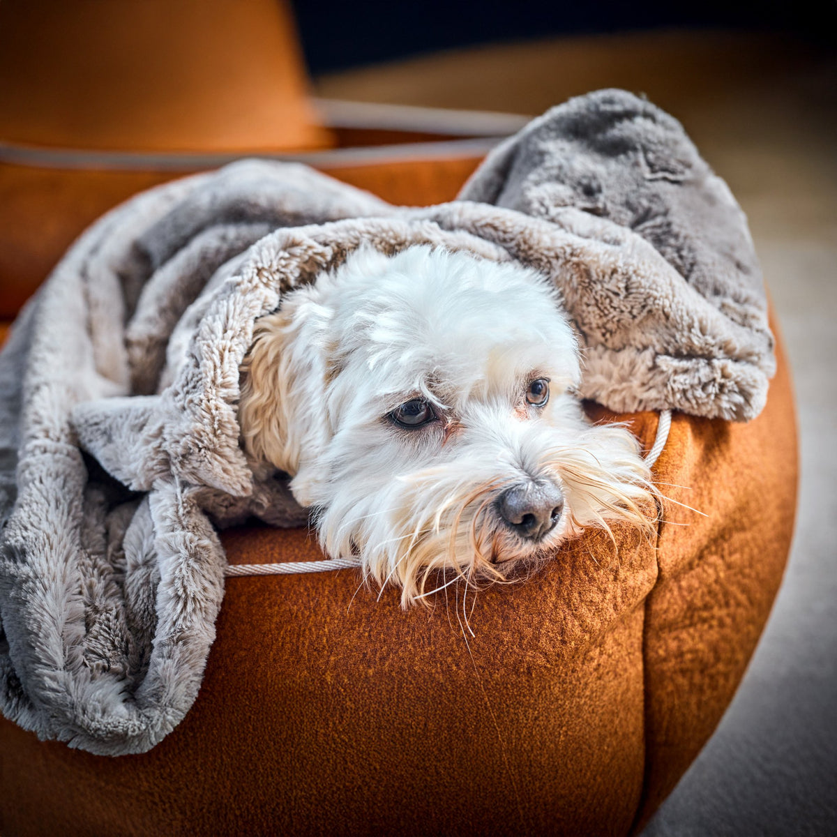 Cosy knuffeldeken voor honden