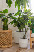 J-Line Pothos Plant In Pot Plastiek Groen