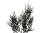 Kunstplant Asperge Varen Stam