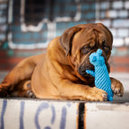 Kurt Kangaroo - cultspeelgoed voor honden