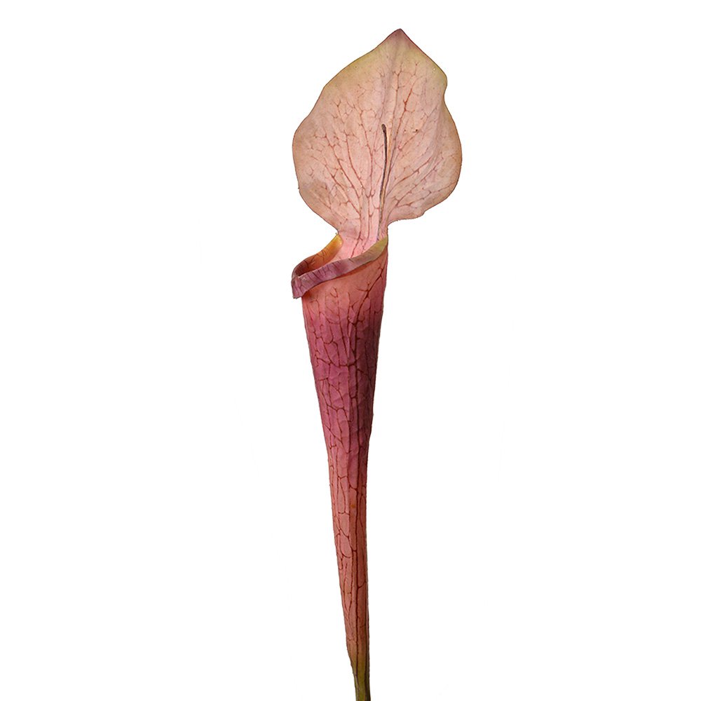 Kunstbloem 75 cm Paars Kunststof