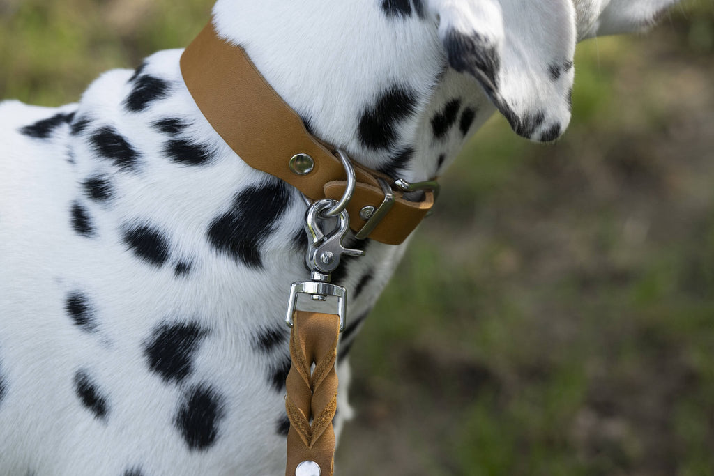 Giro leren riem voor honden