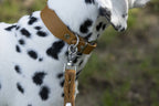 Giro leren riem voor honden