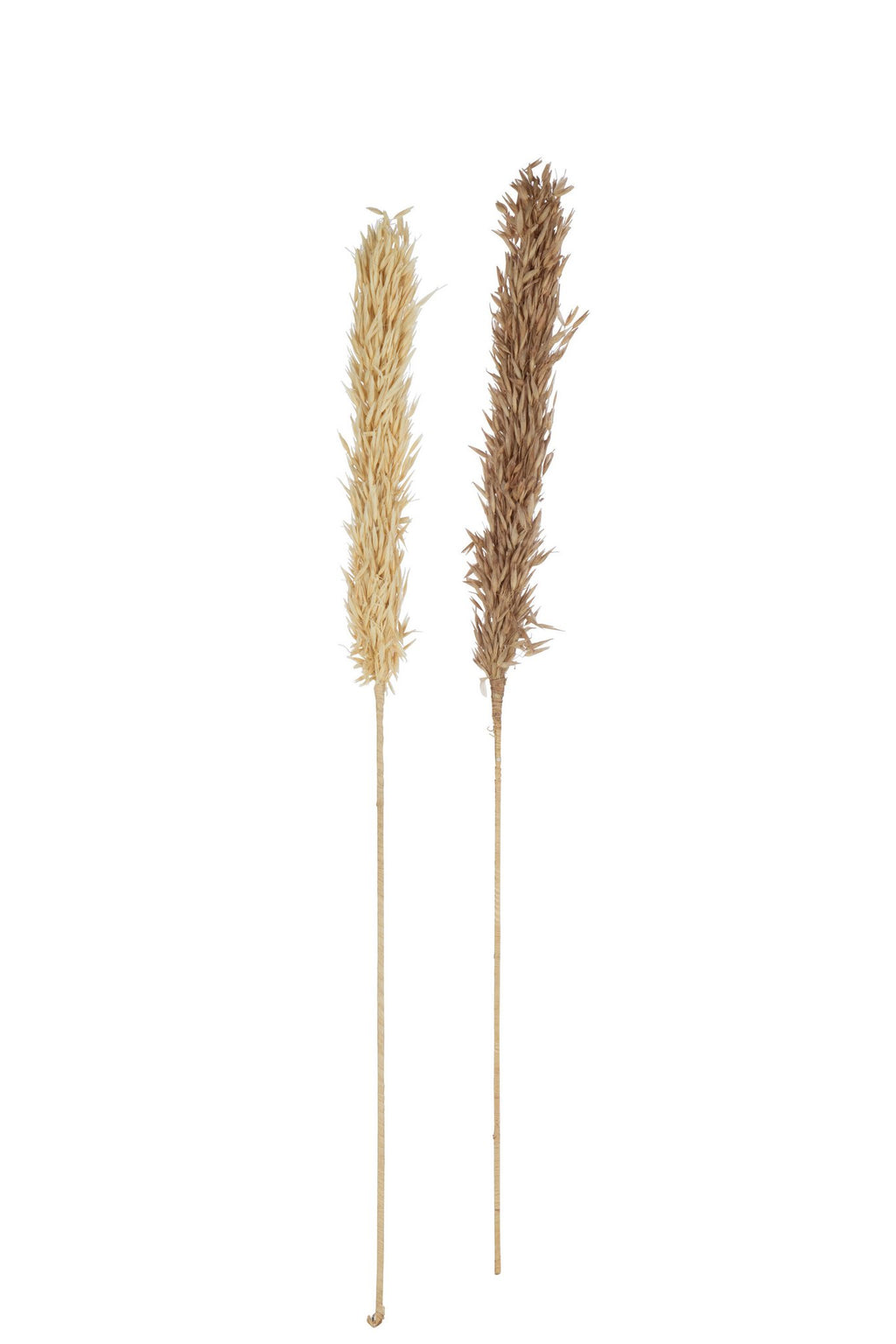 J-Line droogbloemen Oogst - rotin/pluim - naturel