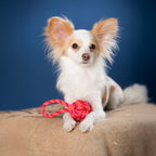 Mini-slingbal - cultspeelgoed voor honden