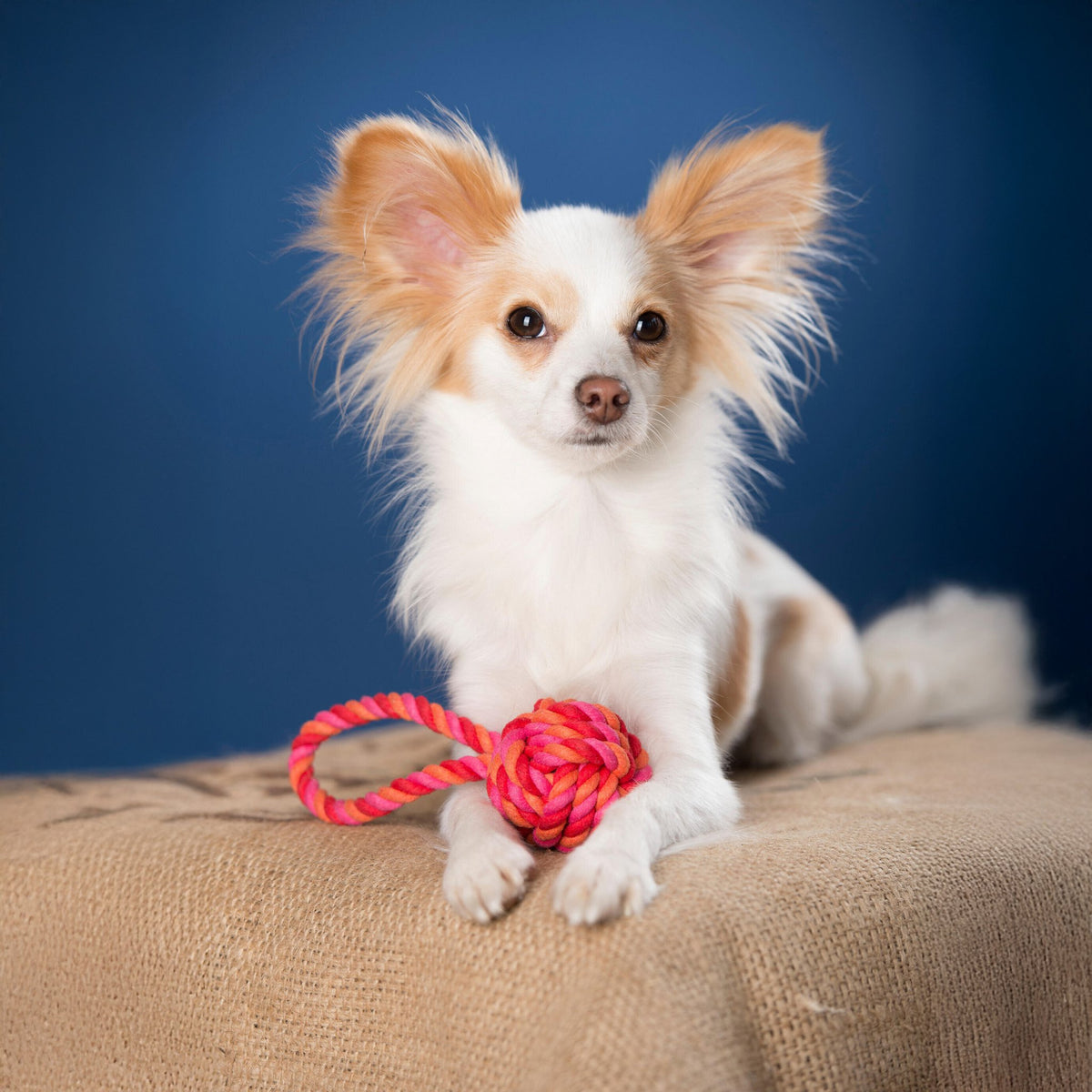 Mini-slingbal - cultspeelgoed voor honden