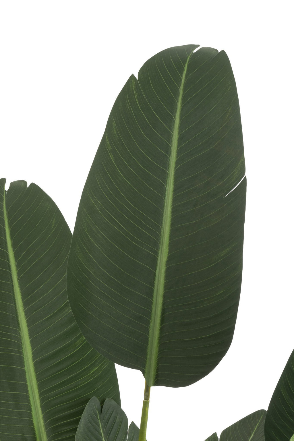 J-Line Strelitzia Plastiek Groen Medium