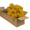 Droogbloemen - Achillea Natuurlijk