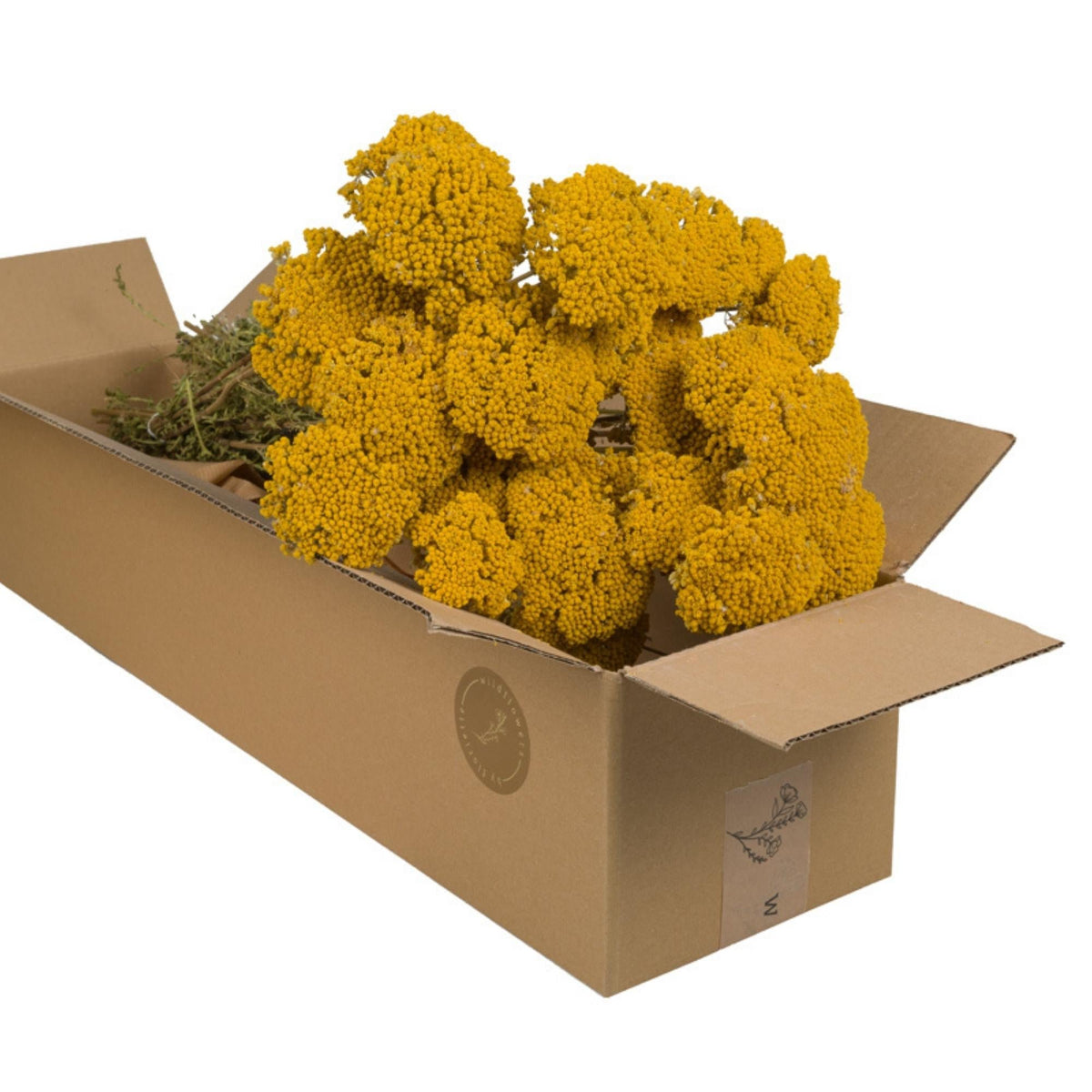 Droogbloemen - Achillea Natuurlijk