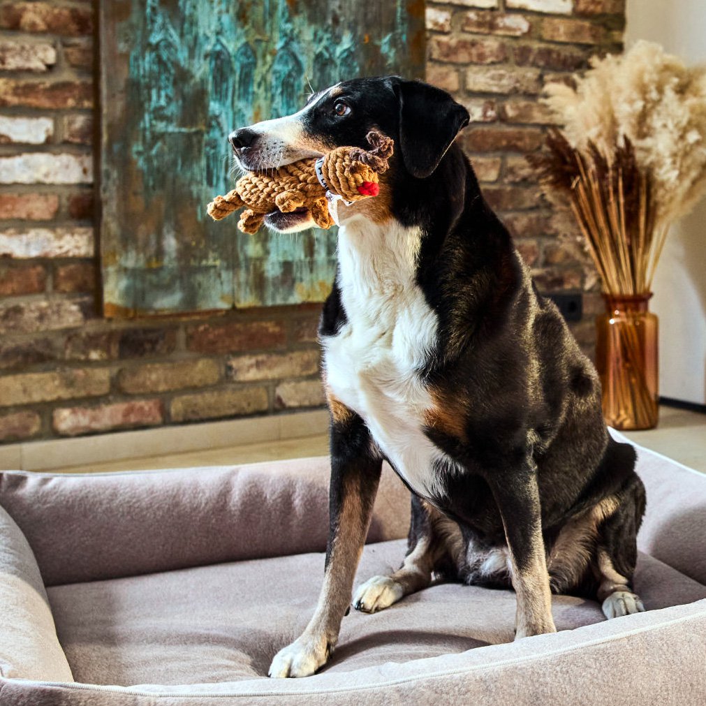 Rudi Rendier - cultspeelgoed voor honden
