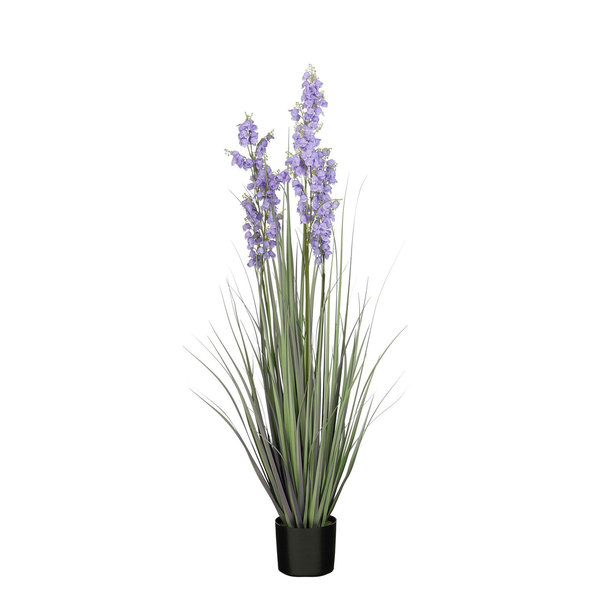 Gras campanula h120xd30