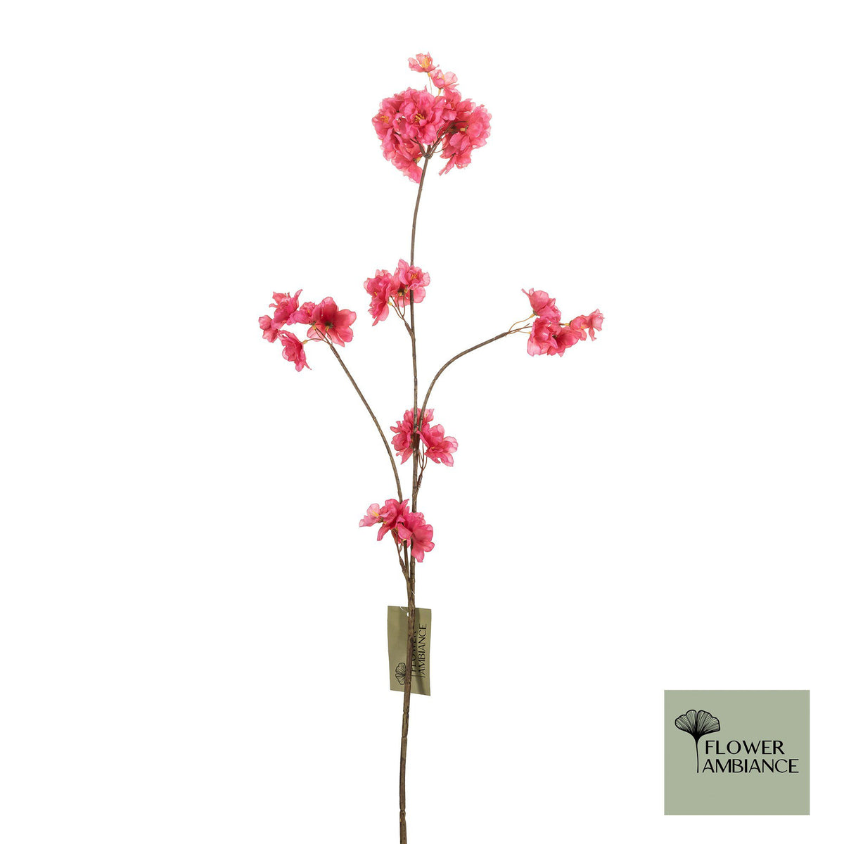 Prunus malaga tros cerise 84cm