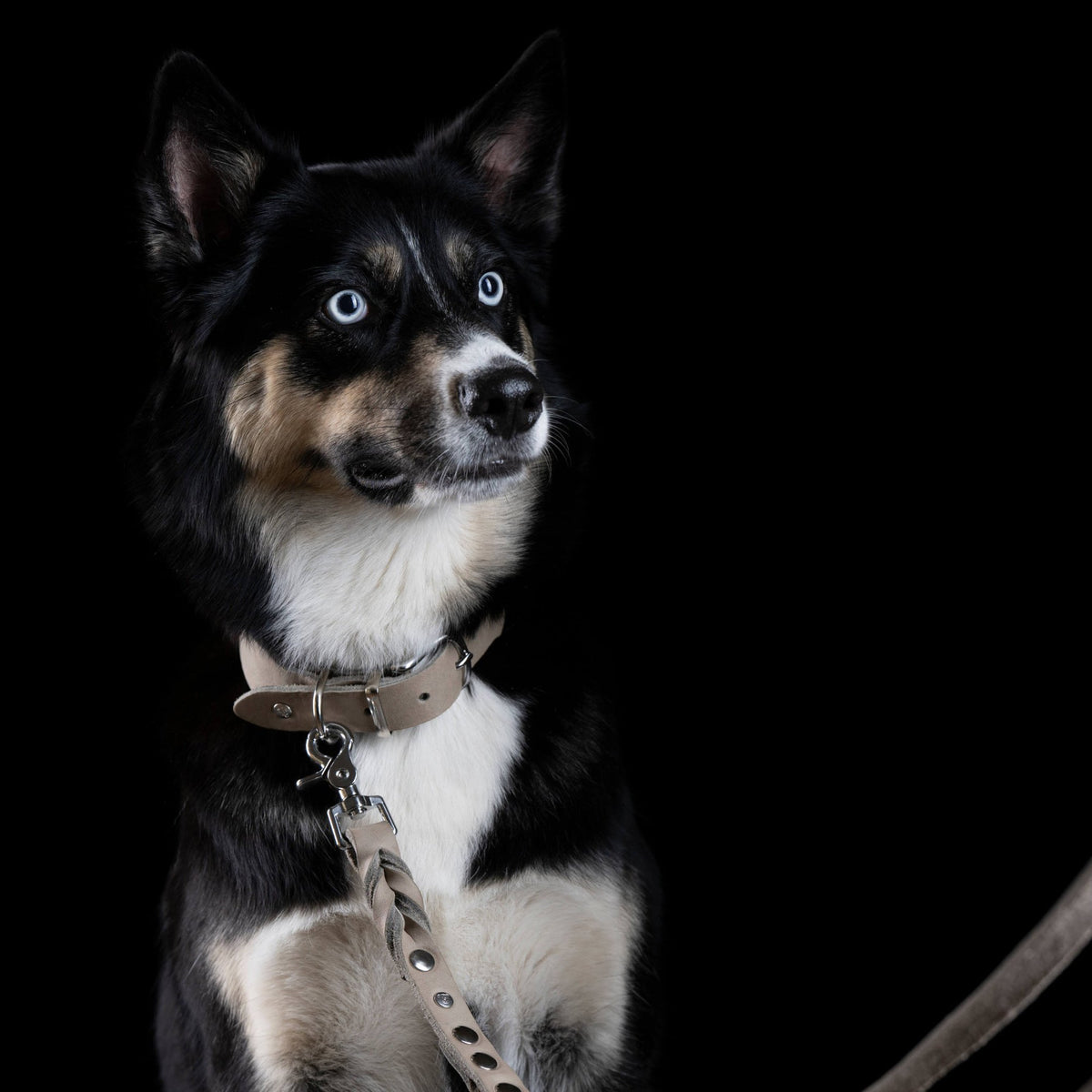 Giro leren halsband voor honden