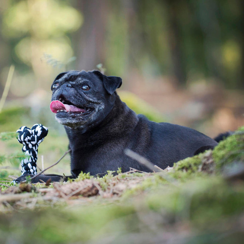 Bonnie Bone - cultspeelgoed voor honden