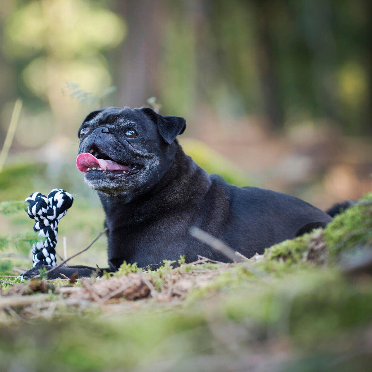 Bonnie Bone - cultspeelgoed voor honden