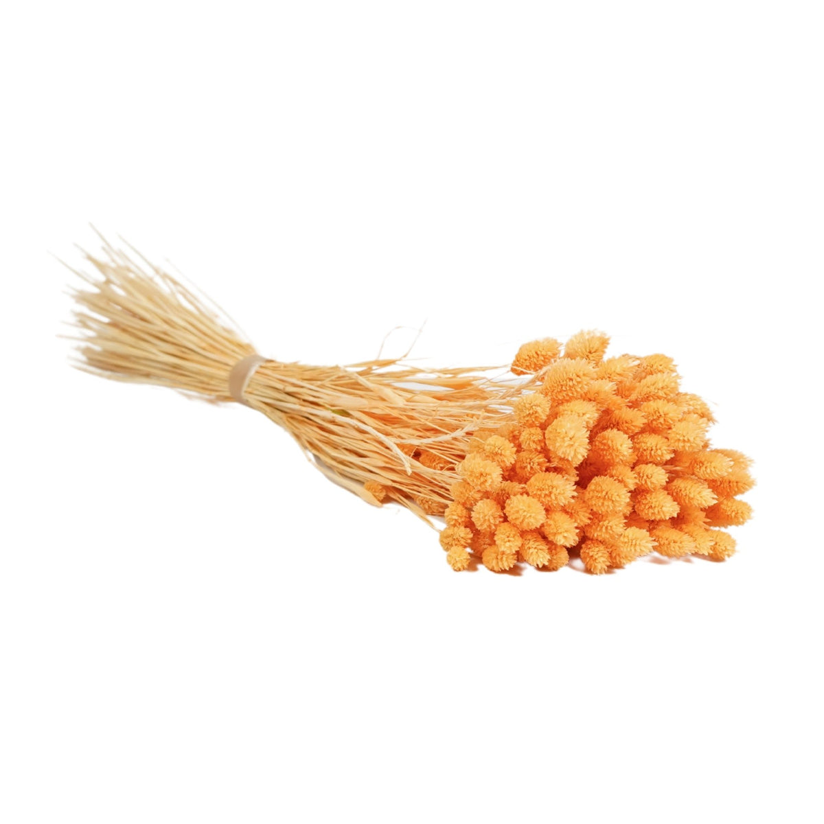 Gedroogde bloemen - Phalaris-perzik