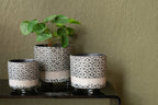 J-Line Piilea Peperomioides In Pot Kunststof Groen