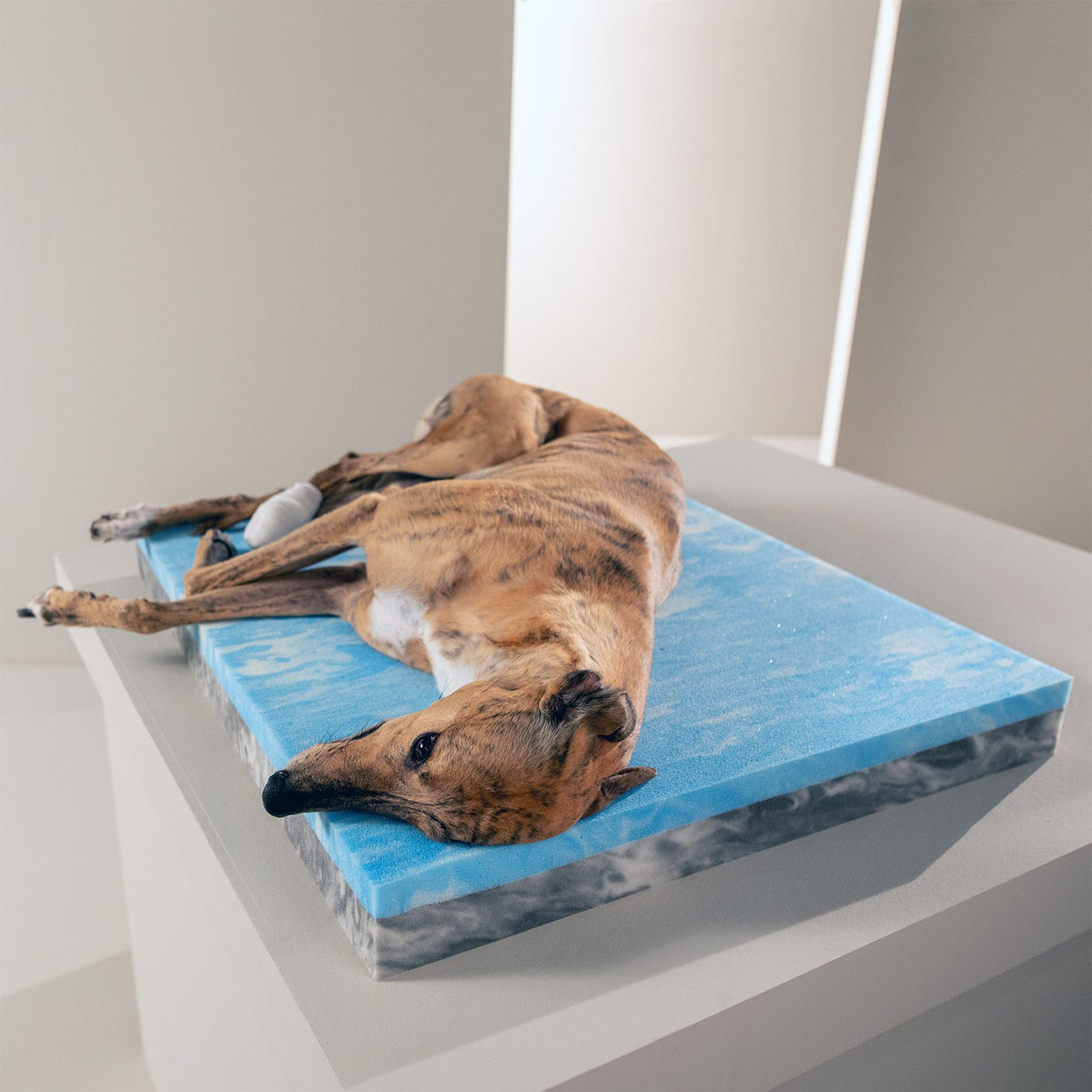 Ortho hondenbed - ECO Graphite