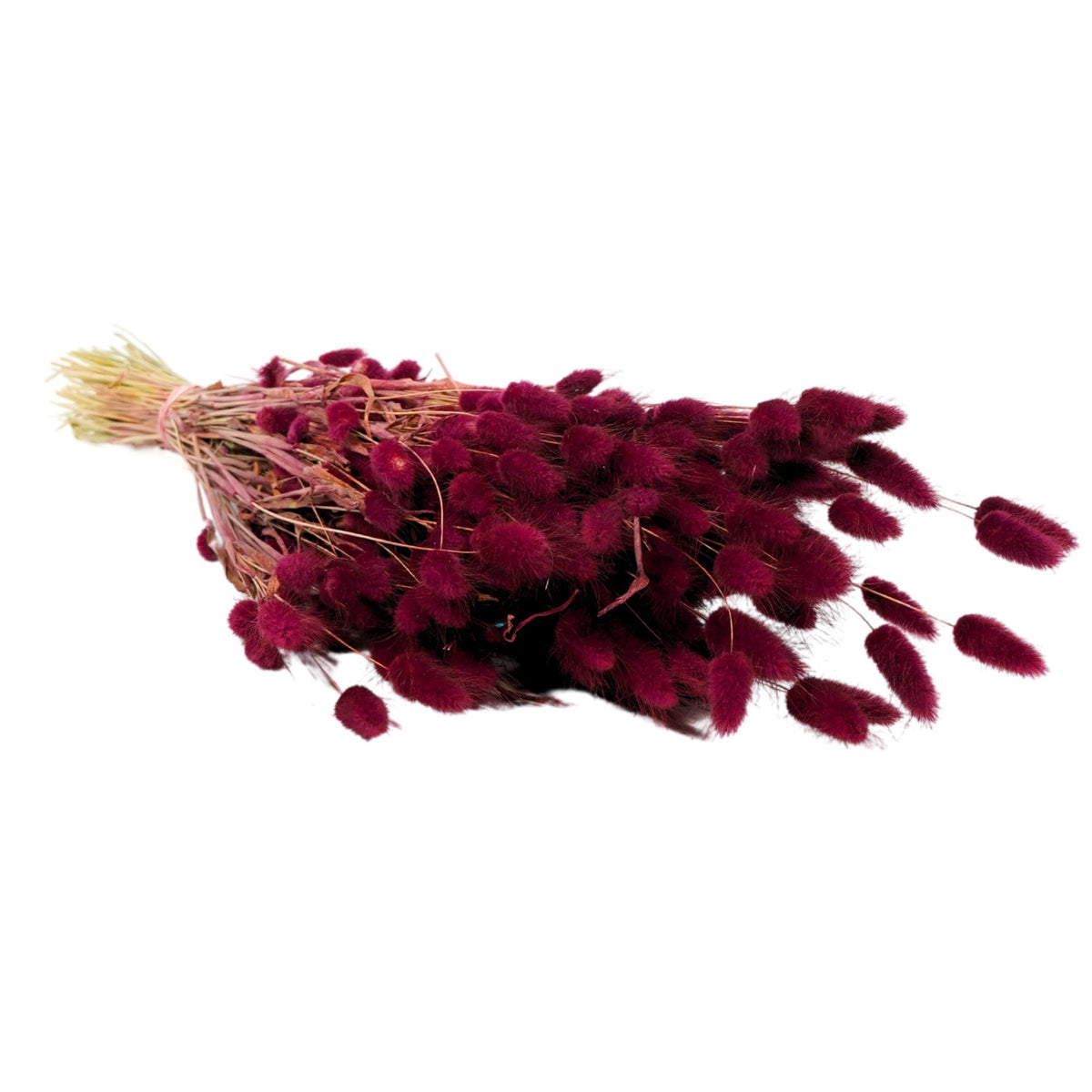 Gedroogde bloemen - Lagurus Bourgondië