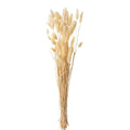 J-Line Bundel Pluim Hazenstaart Gedroogd Beige