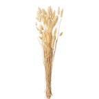J-Line Bundel Pluim Hazenstaart Gedroogd Beige