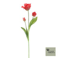 Papegaaitulp tros Sally rood 71cm
