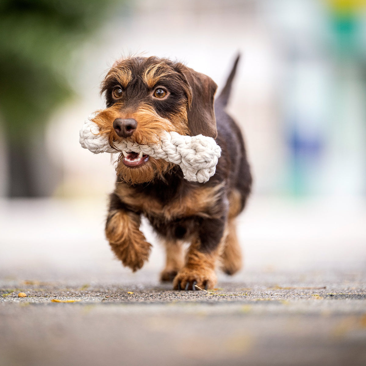 Bonnie Bone - cultspeelgoed voor honden