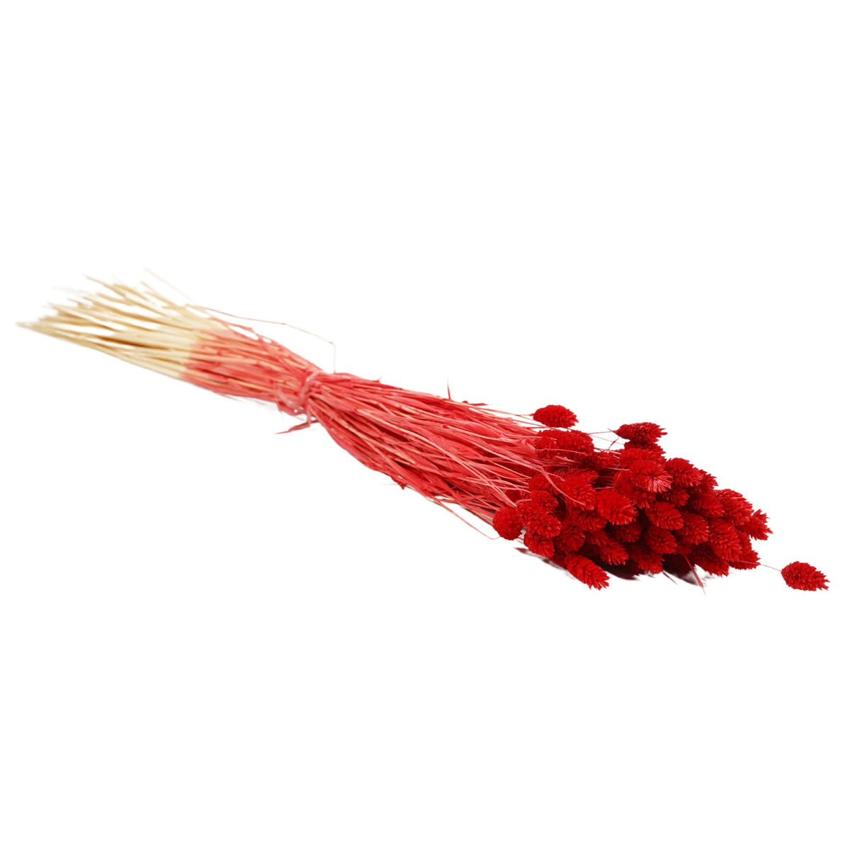 Gedroogde bloemen - Phalaris Rood