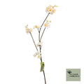 Prunus malaga tros beige 84cm