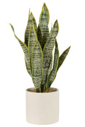 J-Line plant Sansevieria In Pot - kunststof - groen - extra large